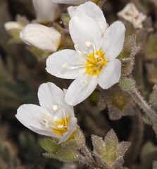 Polemonium pulcherrimum shastense
