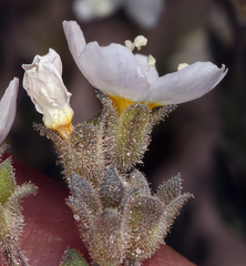 Polemonium pulcherrimum shastense