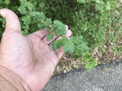 Ribes pinetorum