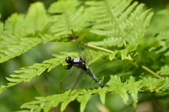 Orthetrum japonicum