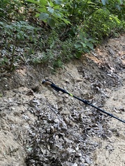Tamias striatus