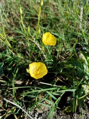 Linum berlandieri