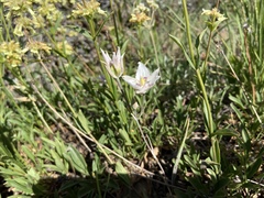 Calochortus lyallii