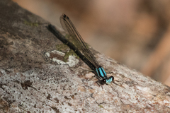 Argia tibialis