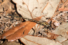 Argia tibialis