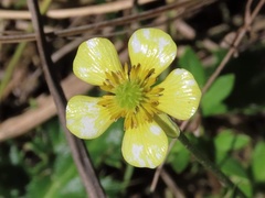 Ranunculus junipericola