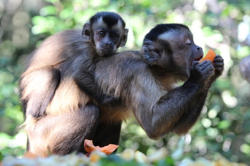 Brown Capuchin, photo 4 of 9