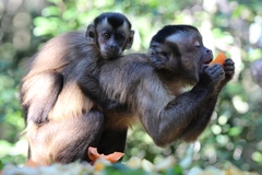 Guianan Brown Capuchin photo 4
