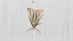 Macrochilo bivittata