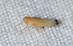 Graminella plana