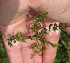 Lythrum lineare