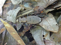 Apterodela unipunctata