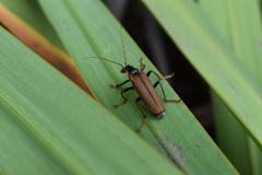 Lycocerus suturellus