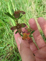 Ludwigia virgata