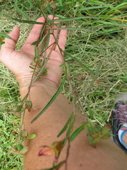 Ludwigia virgata