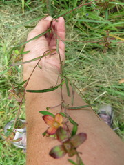 Ludwigia virgata
