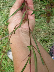 Ludwigia virgata