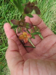 Ludwigia virgata