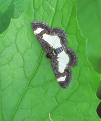 Heliomata cycladata