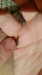 Nacerdes carniolica