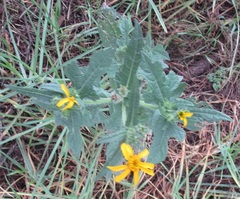 Simsia amplexicaulis