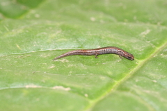 Macdougall's Pigmy Salamander photo 3