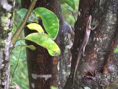 Trachylepis comorensis