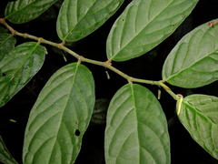 Piper adenandrum