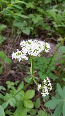 Valeriana occidentalis