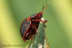 Botanochara bonariensis