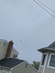 Zenaida macroura carolinensis