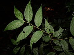 Piper adenandrum