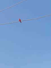 Pyrocephalus rubinus