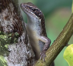 Trachylepis comorensis