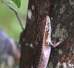 Trachylepis comorensis