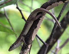 Trachylepis comorensis