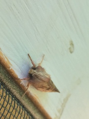 Acrolophus plumifrontella