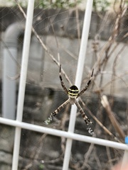 Argiope amoena