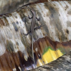 Trachylepis comorensis