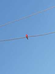 Pyrocephalus rubinus