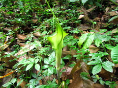 Arisaema macrospathum