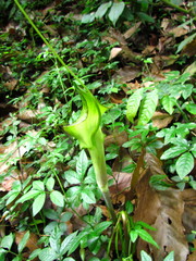 Arisaema macrospathum