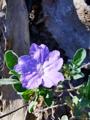 Ruellia parryi