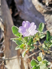 Ruellia parryi