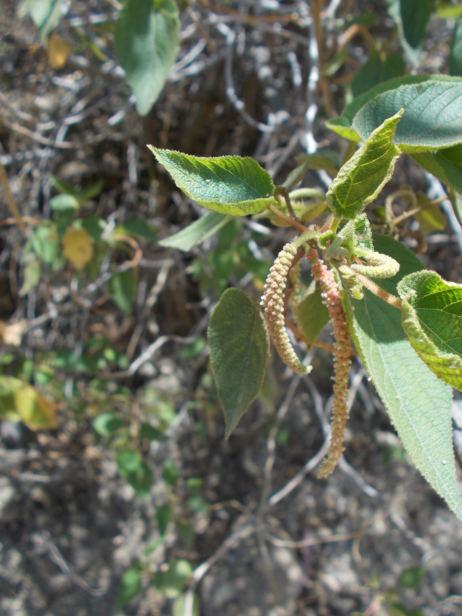 Acalypha plicata