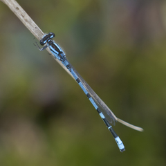 Enallagma laterale