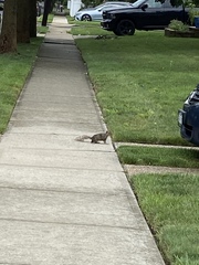Sciurus carolinensis pennsylvanicus