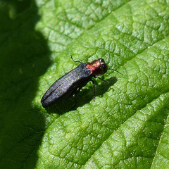 Agrilus ruficollis