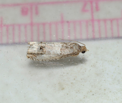 Notocelia rosaecolana