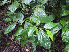 Piper aequale